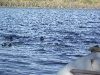 20111015_Abtauchen_043