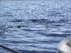 20111015_Abtauchen_044