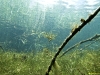 Sandersdorf_Unterwasser_by_Horst_Pastor_027