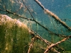 Sandersdorf_Unterwasser_by_Horst_Pastor_032
