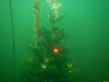 Weihnachtstauchen2017_16